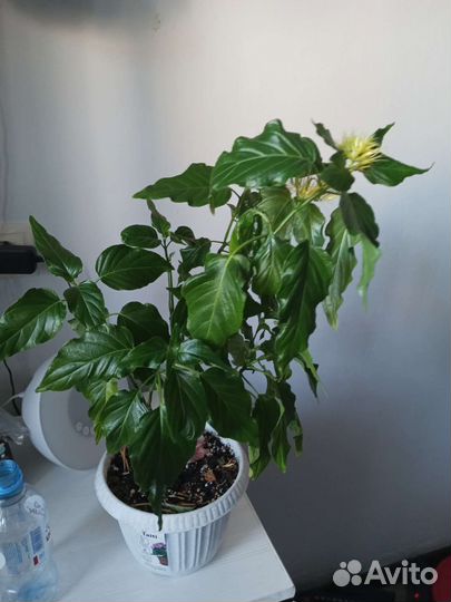 Комнатные растения цветущие