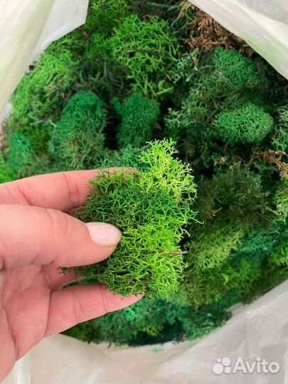 Мох стабилизированный 2 сорт
