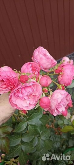 Роза для букета