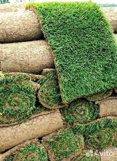 Рулонный газон