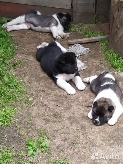 Щенки американской акиты