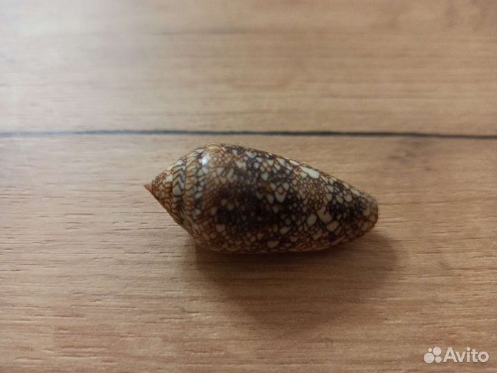 Морская раковина