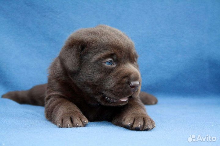 Шоколадный лабрадор