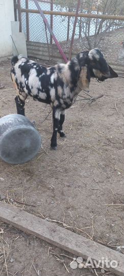 Нубийский козел