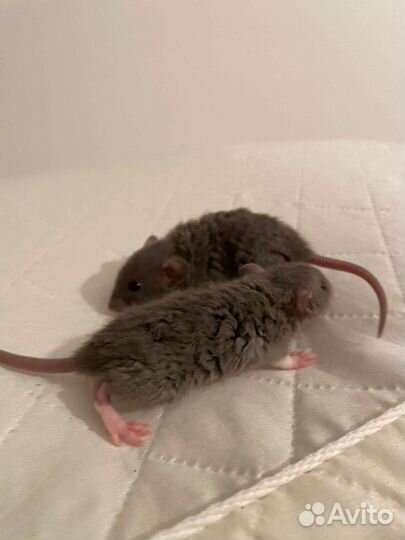 Крысёнок Рекс со всем необходимым