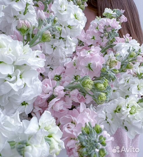 Ароматная маттиола шикарная