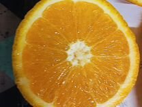 Апельсины оптом от ящика