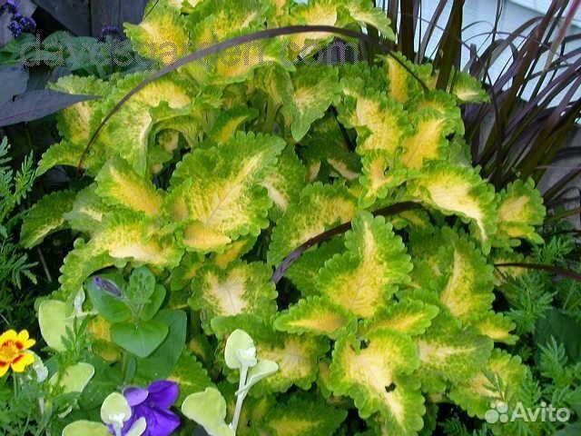 Колеусы вегетативные (пять видов)