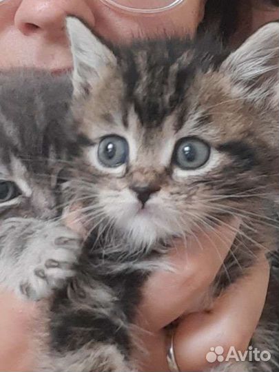 Котята 1,5 мес в самые лучшие руки