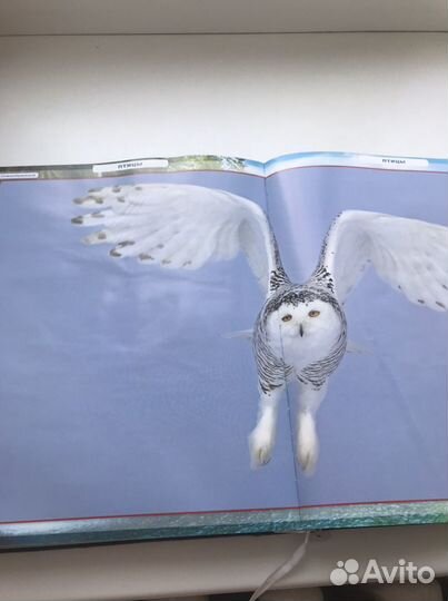 Энциклопедия для детей