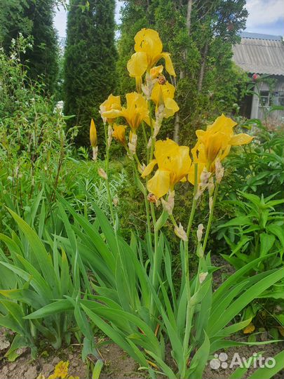 Ирис эхинацеи рудбекии