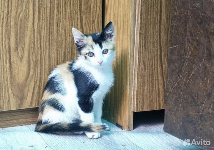 Котенок-девочка 4 месяца