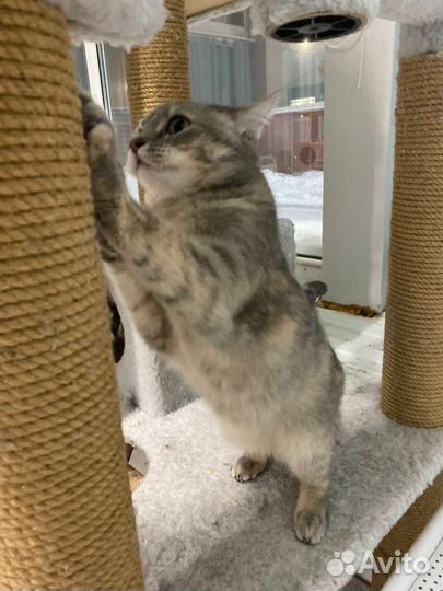 Найдена кошка