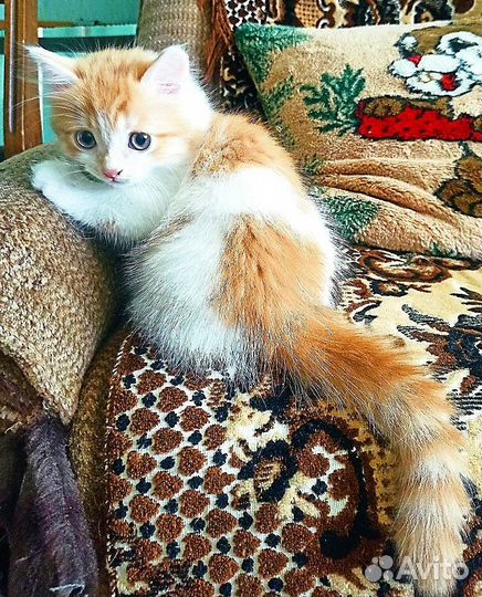 Котёнок турецкой ангоры