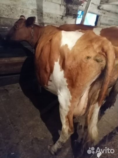 Корова и телята