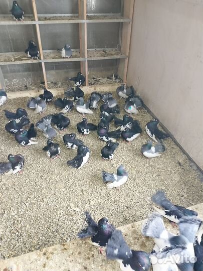 Продажа голубей