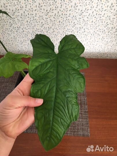 Сингониум Австралия