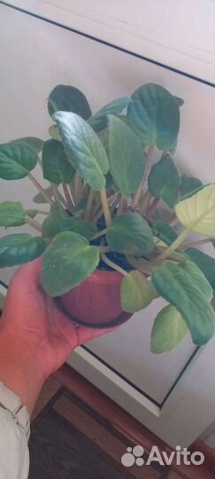 Продам цветы комнатные