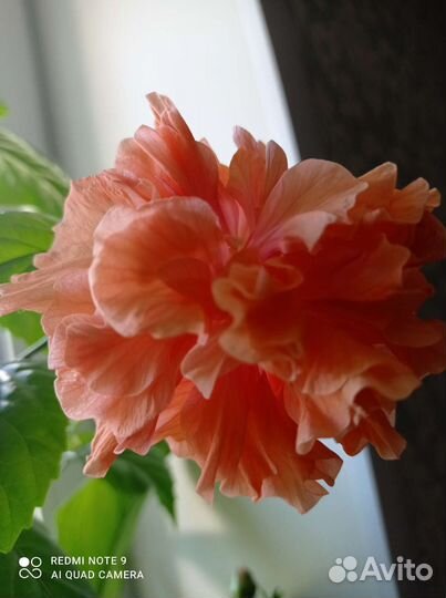 Гибискус махровый персиковый