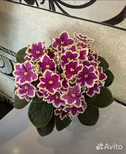 Сортовые фиалки