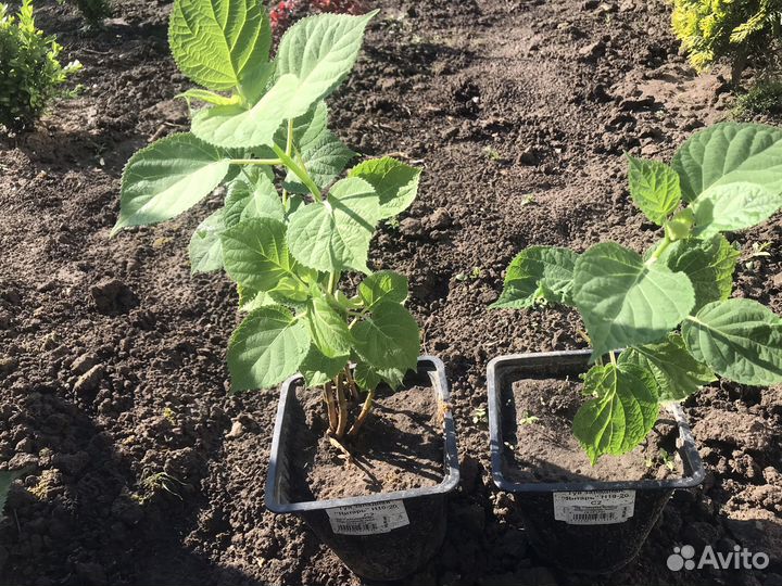 Гортензия древовидная анабель саженцы