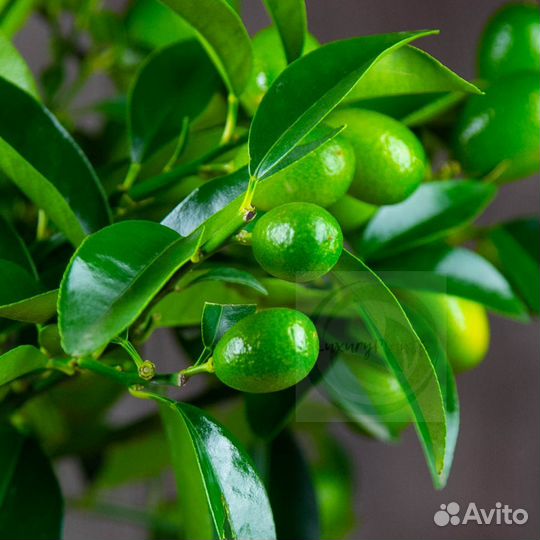 Кумкват 45/15