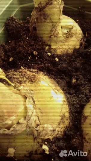 Индийский лечебный лук