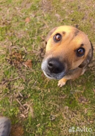 Добрейшая собака срочно ищет дом