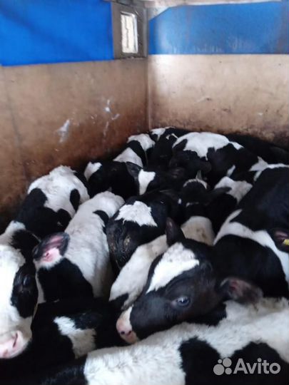 Телята бычки