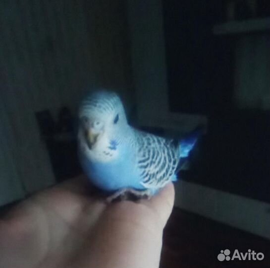 Попугайчики