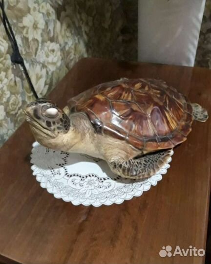 Чучело черепахи