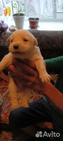 Щенок в добрые руки бесплатно