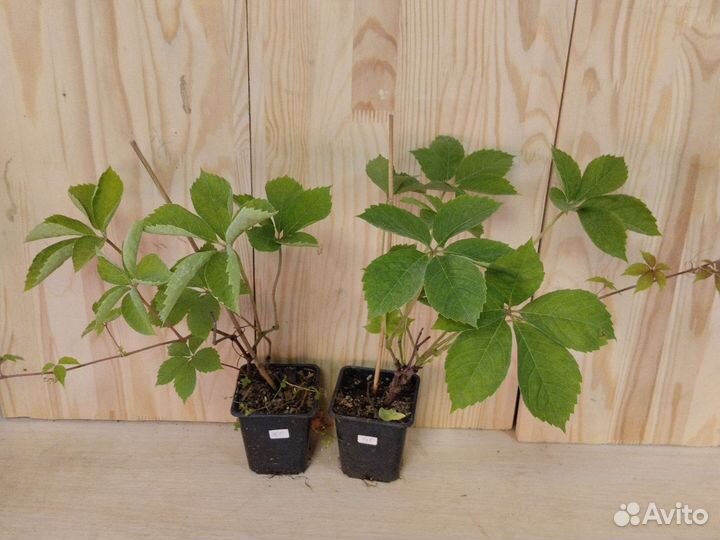 Девичий виноград вариегатный, жёлтый