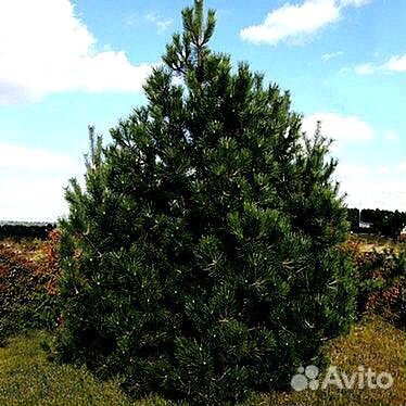 Высокая сосна на участок