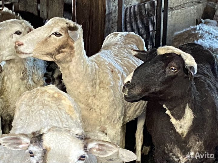 Овцы бараны
