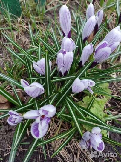 Крокусы