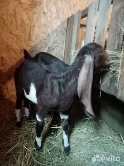 Сестренки козочки камори