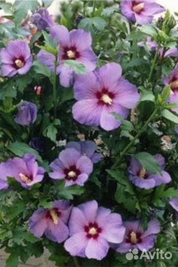 Гибискус сирийский