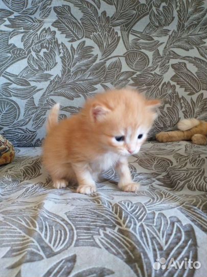 Котята в дар бесплатно