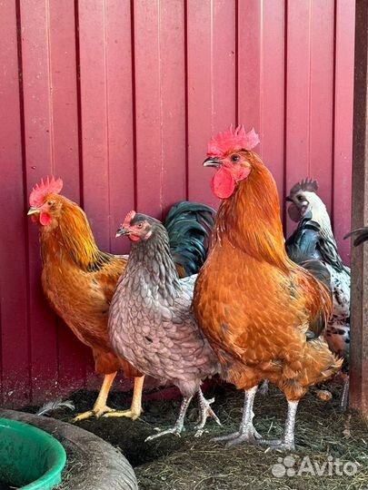 Молодые петухи деревенские
