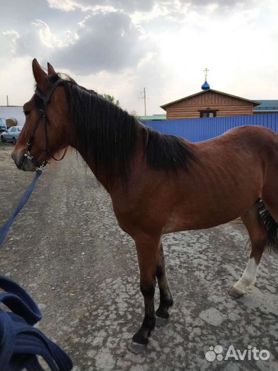 Конь Жеребец Лошадь