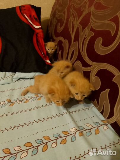 Кошки