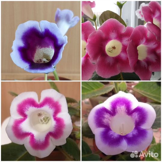 Глоксиния цветущая