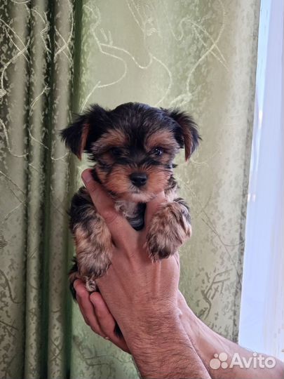 Йоркширский терьер щенки