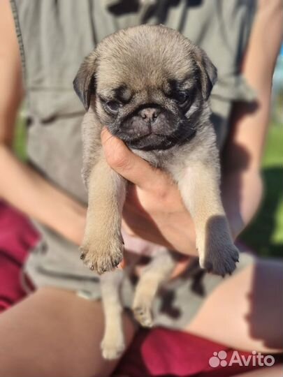 Щенки мопса