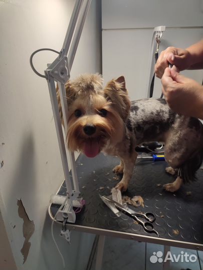 Груминг на дому у клиента