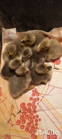 Яйца гусиные инкубационные