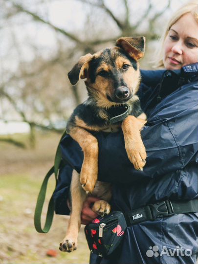 Маленький щенок из приюта в добрые руки
