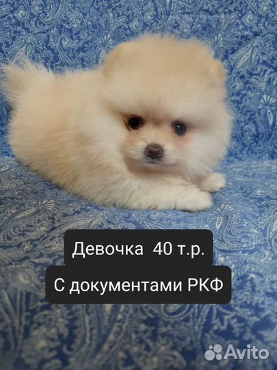 Шпиц дев., мальчики