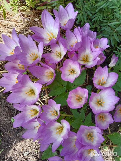 Многолетние садовые цветы